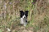 BORDER COLLIE 348